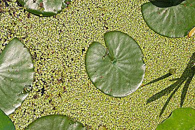 国产双主角冒险游戏《梦灯花》本月28日发售