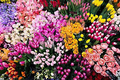 《荒野起源》莫笛拉拓荒指南：世界独特之处介绍